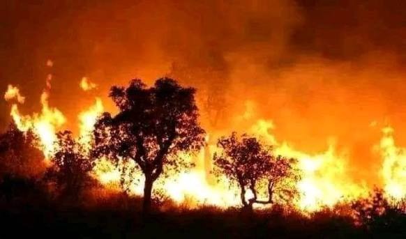 Fire-affected agricultural field